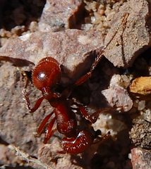 Pogonomyrmex desertorum