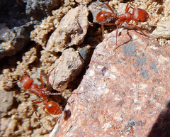 Pogonomyrmex desertorum
