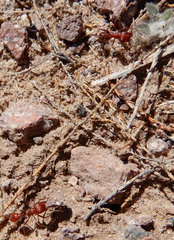 Pogonomyrmex desertorum