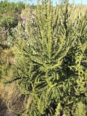 Cliffortia stricta, photograph author not stated, no rights reserved