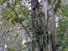 Aechmea pubescens, photograph (c) portioid, some rights reserved (CC BY)