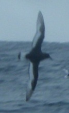 Thalassoica antarctica