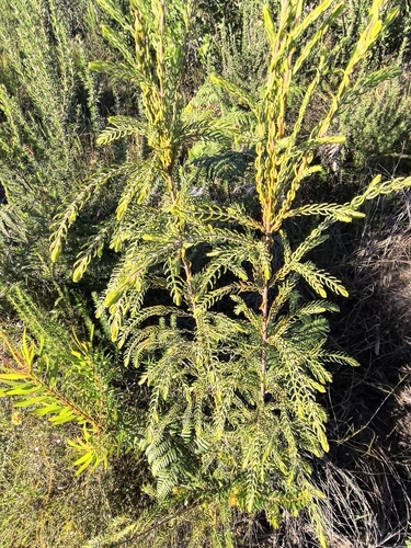Passerina falcifolia, photograph 6