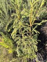 Passerina falcifolia, photograph author not stated, no rights reserved