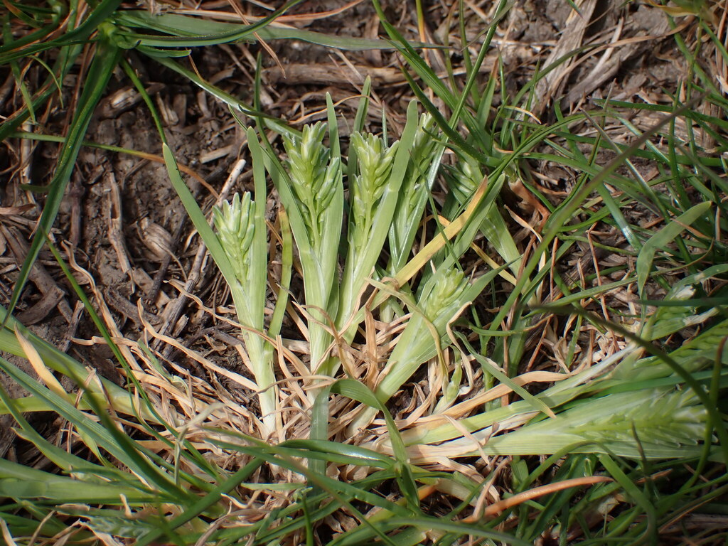 Sclerochloa dura; photograph (c) Milan Chytrý, some rights reserved (CC BY)