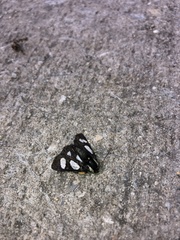 Alypia octomaculata