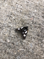 Alypia octomaculata