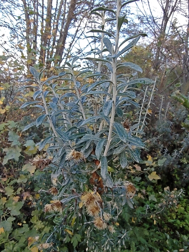 Chiliotrichum diffusum, photograph 4