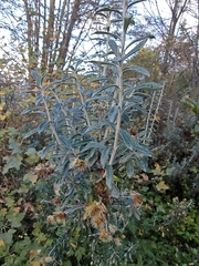 Chiliotrichum diffusum, photograph (c) María Regina Silva, some rights reserved (CC BY)