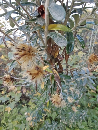 Chiliotrichum diffusum, photograph 5