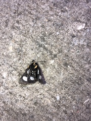 Alypia octomaculata