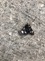 Alypia octomaculata