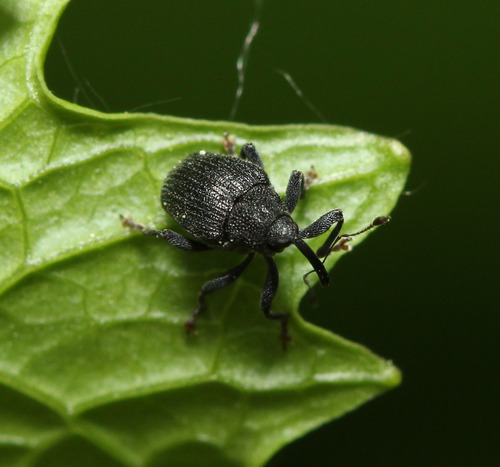 Ceutorhynchus alliariae