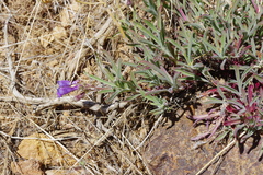 Penstemon roezlii