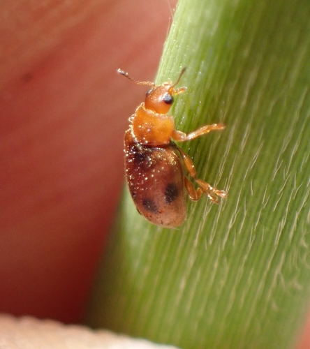 Spotted Marsh Ladybird, 7591 NG Denekamp, Niederlande, photo 9 of 10