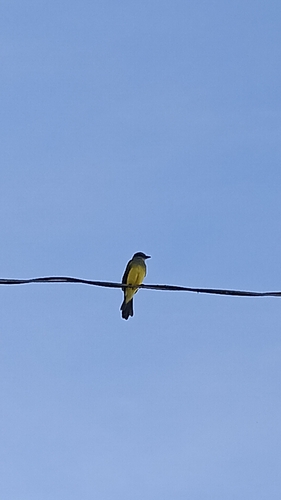 Tropical Kingbird