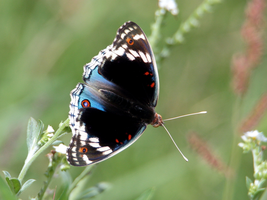 Blue Pansy