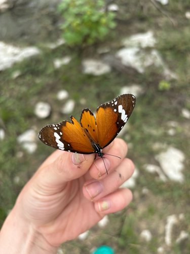 Plain Tiger Butterfly