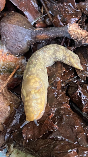 Limacus maculatus