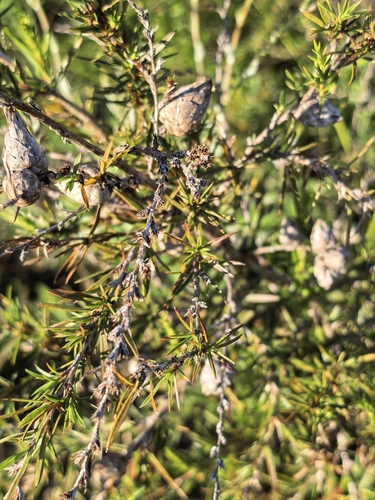 Cliffortia strobilifera, photograph 4