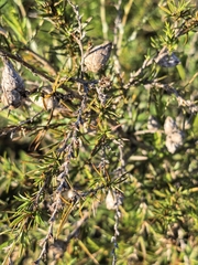 author not stated, no rights reserved Cliffortia strobilifera, photograph author not stated, no rights reserved