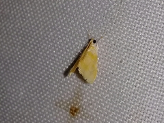 Glaphyriinae
