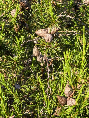 Cliffortia strobilifera, photograph 5