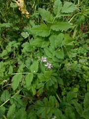 Erodium moschatum