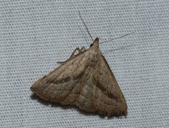 Macrochilo hypocritalis