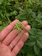 Erodium moschatum