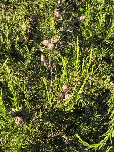 Cliffortia strobilifera, photograph 6