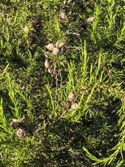 Cliffortia strobilifera, photograph author not stated, no rights reserved