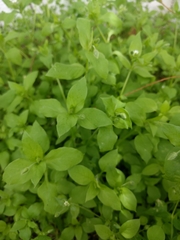 Stellaria media
