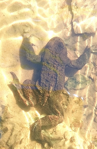 European Toad
