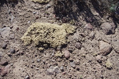Cusickiella quadricostata