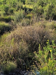Cenchrus caudatus, photograph author not stated, no rights reserved