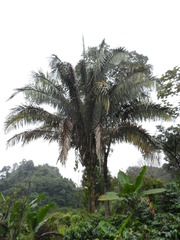 Cocoseae