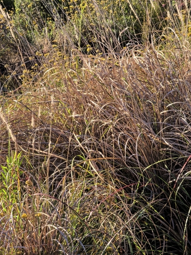 Cenchrus caudatus, photograph 5