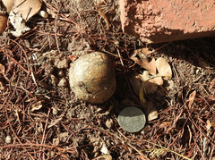Pisolithus marmoratus