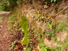 Hampea