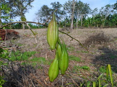 Oncidium sphacelatum