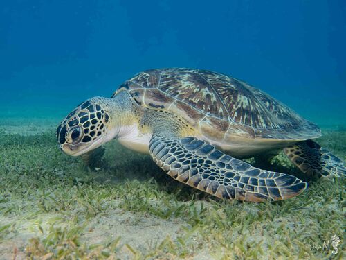 Chelonia mydas