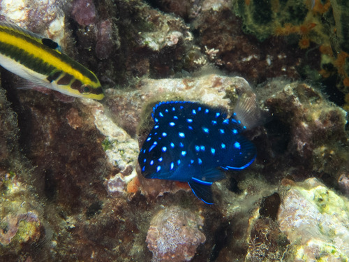 Microspathodon chrysurus