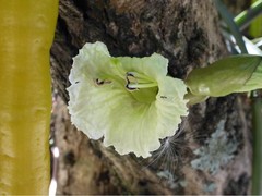 Parmentiera cereifera