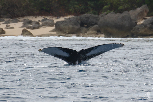 Megaptera novaeangliae