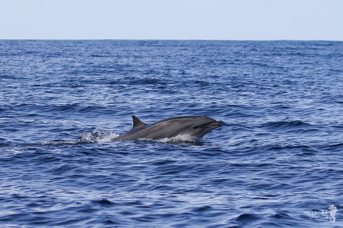 Lagenodelphis hosei