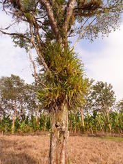 Oncidium sphacelatum