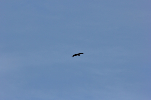 Cinereous Vulture