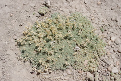 Cusickiella quadricostata