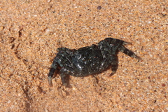 Grapsus albolineatus
